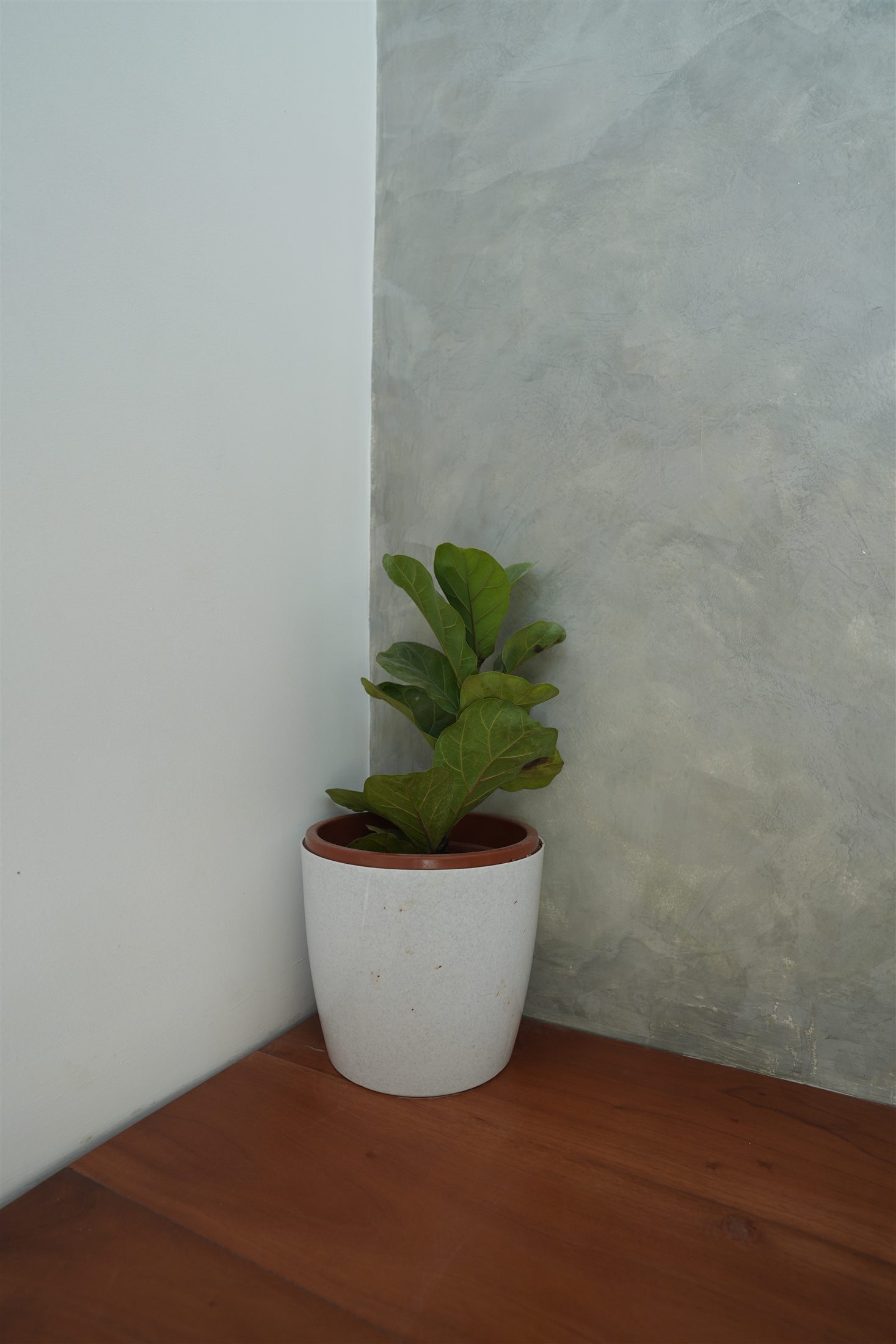 Samriddhi planter detail